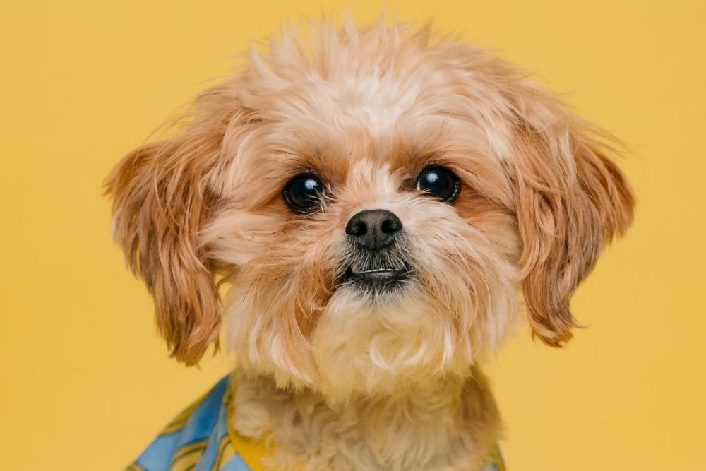 Welcome to Maokids Pet - Your Go-To Destination for Pet Care! - Maokids Pet