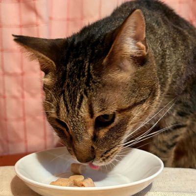 Petio Toro Kama Bits Cat Snack – Crab Flavor