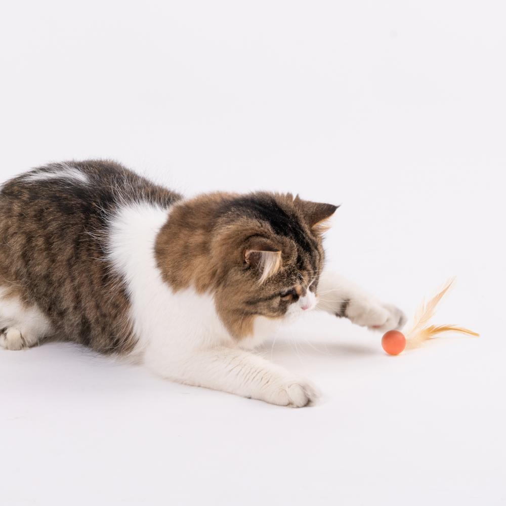 Pidan Cat Toy - Bouncy Balls - Maokids Pet