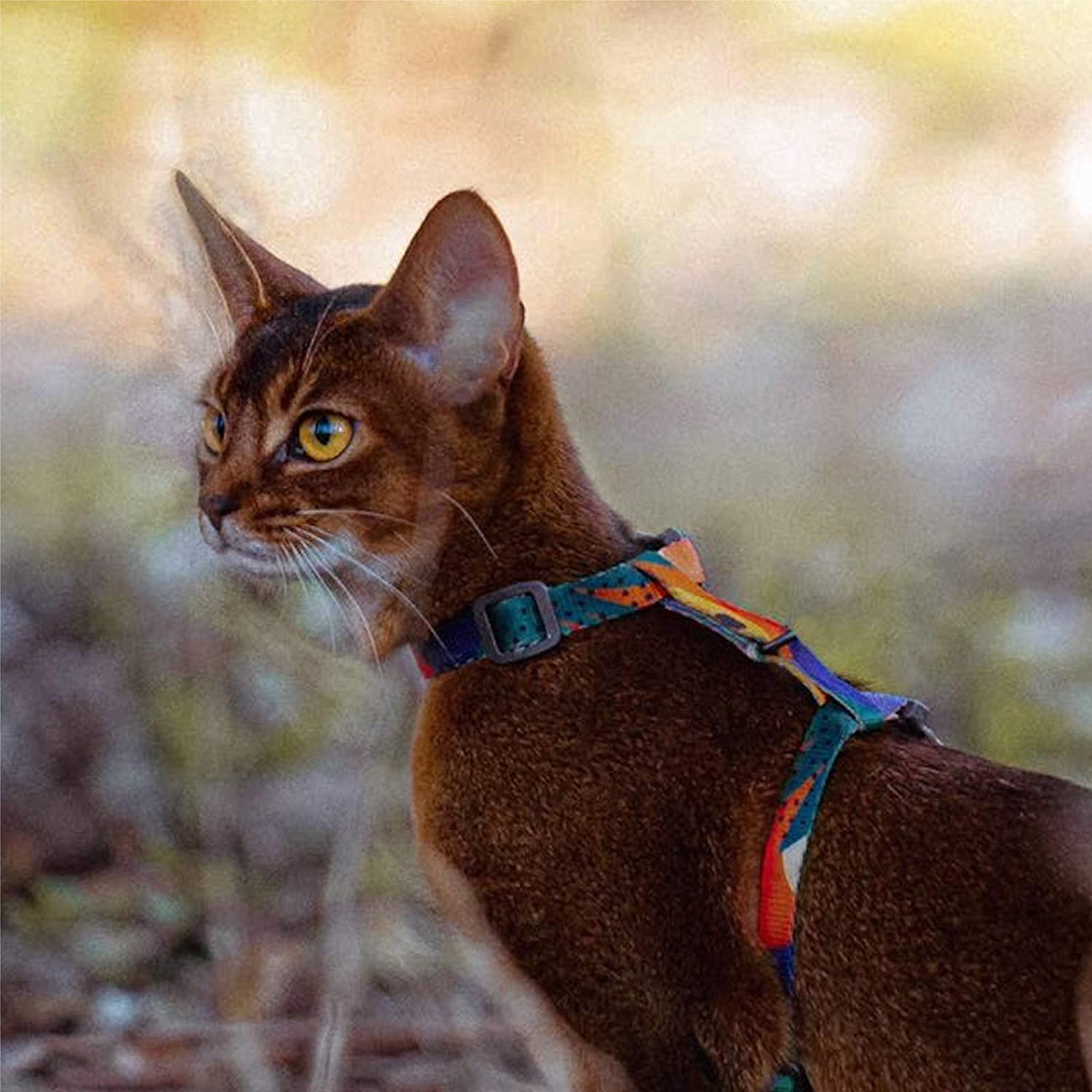 Pidan Cat Leash & Harness Set - Four Patterns - Maokids Pet