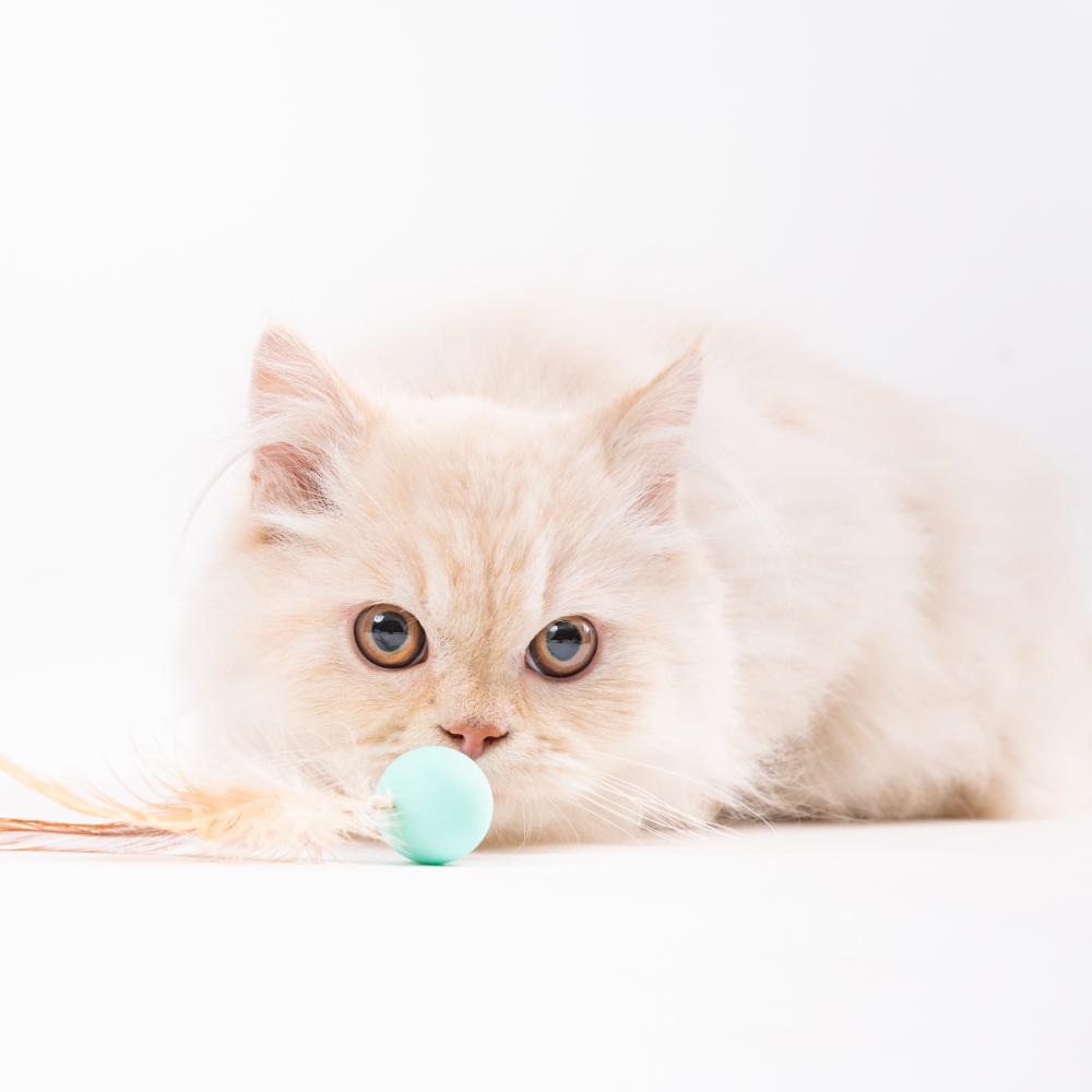 Pidan Cat Toy - Bouncy Balls - Maokids Pet