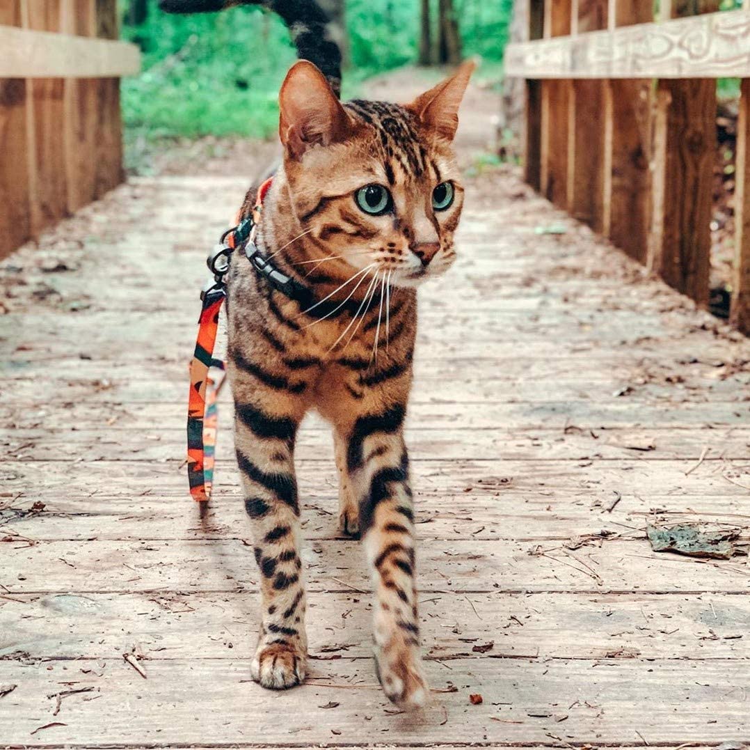 Pidan Cat Leash & Harness Set - Four Patterns - Maokids Pet