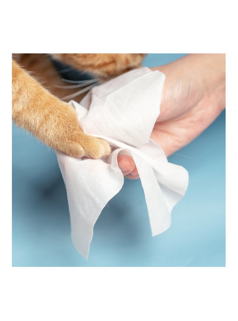 Pidan Pet Wet Wipes – 80 Sheets - Maokids Pet