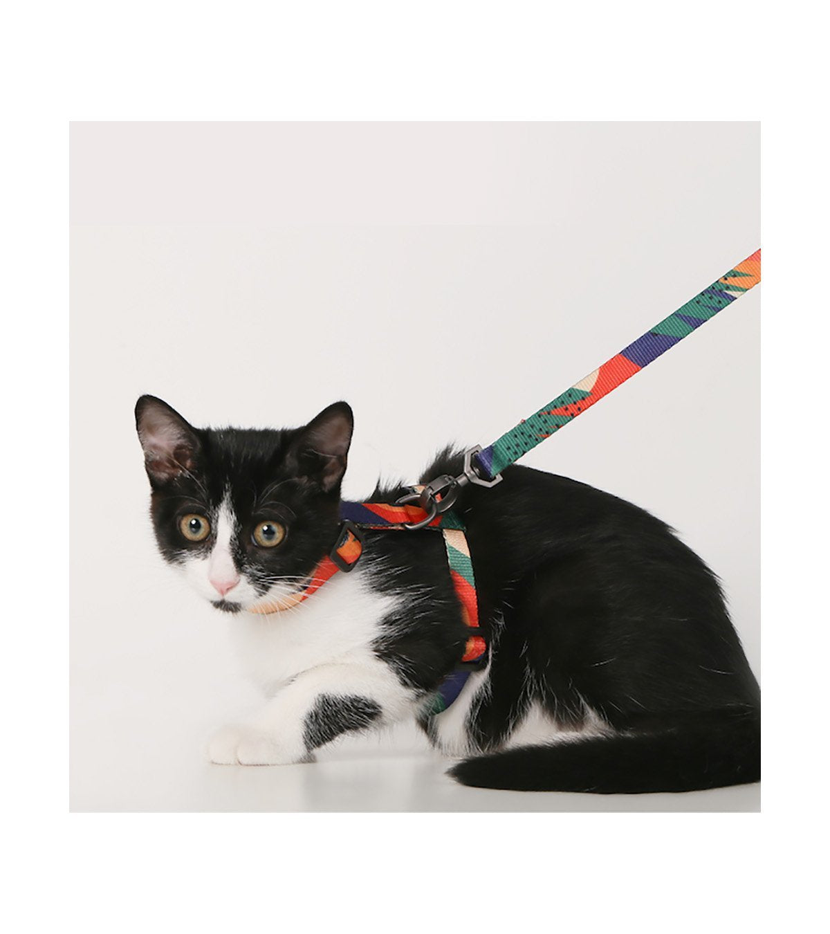 Pidan Cat Leash & Harness Set - Four Patterns - Maokids Pet