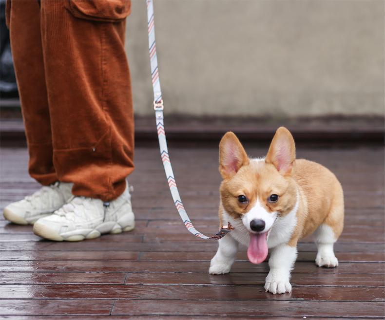 Pidan Self-unwinding Dog Leash - 2 patterns - Maokids Pet