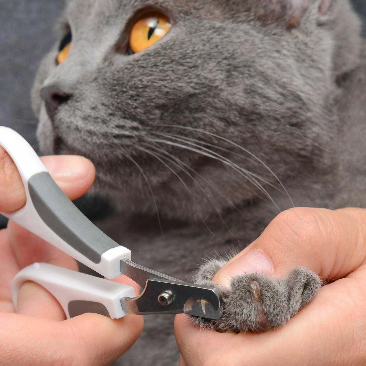 Catit Grooming Kit - For Shorthair Cat - Maokids Pet