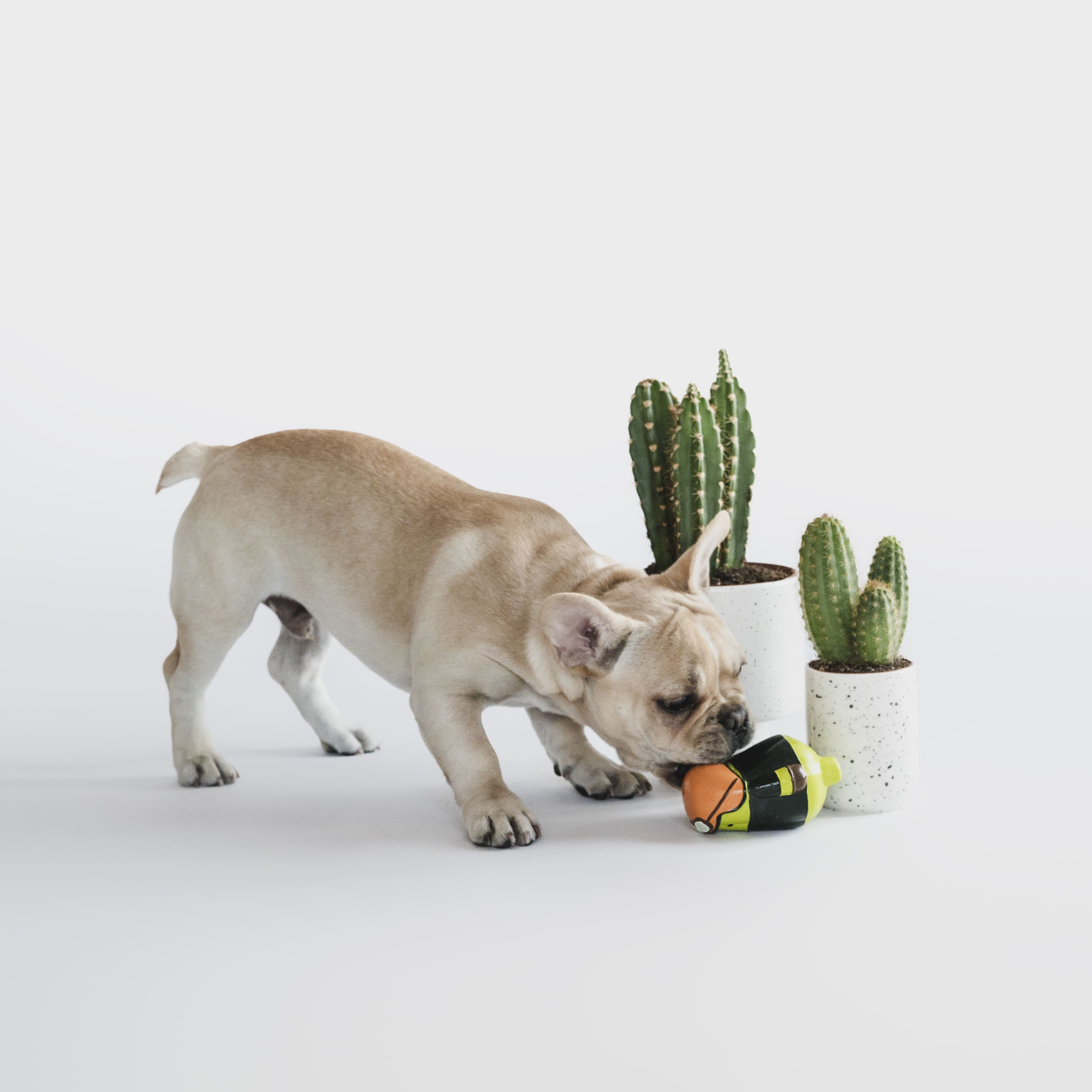 Ululina Cactus Dog Sounder Toy - Maokids Pet