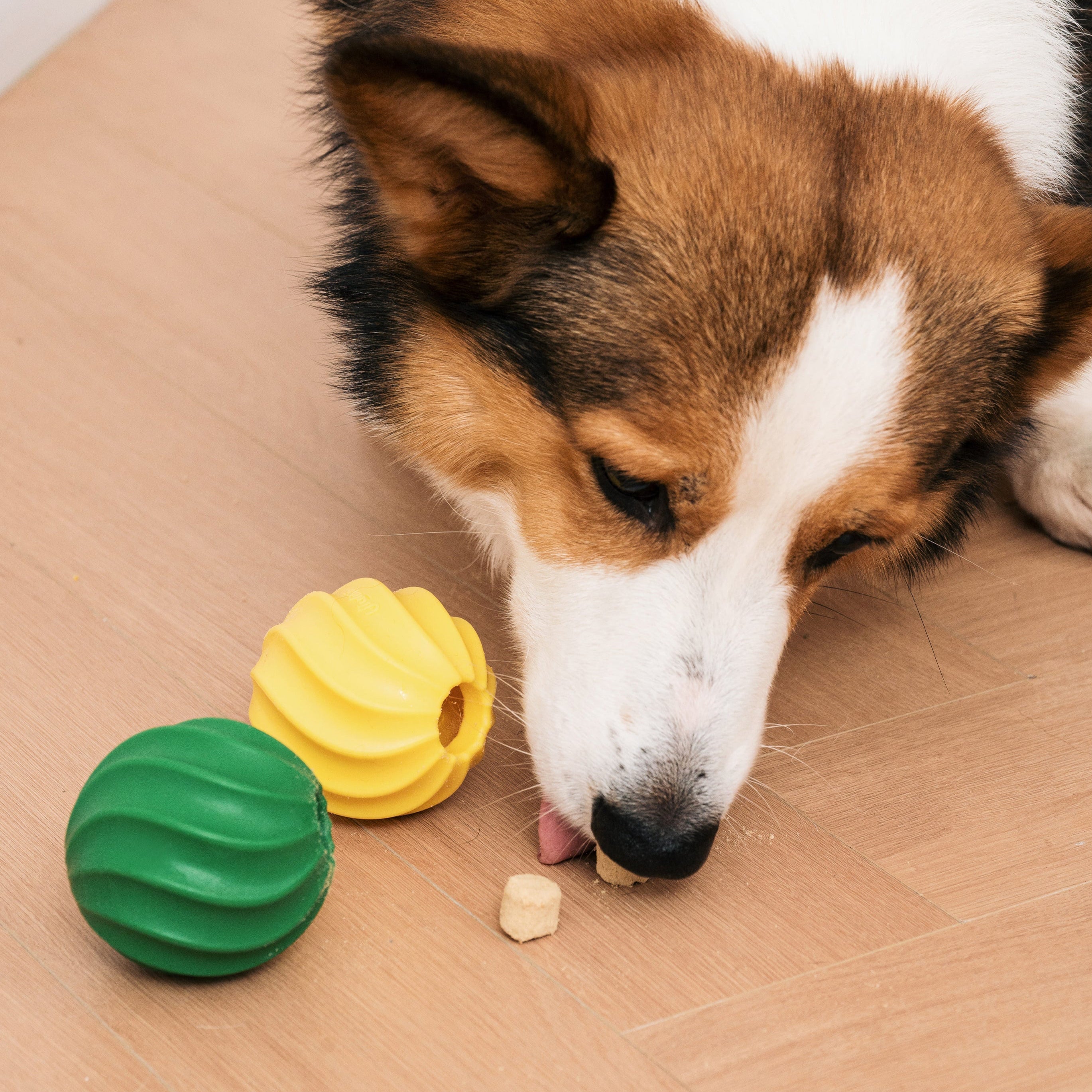 Ululina Cacti Ball Dog Stuffing Toy - Maokids Pet