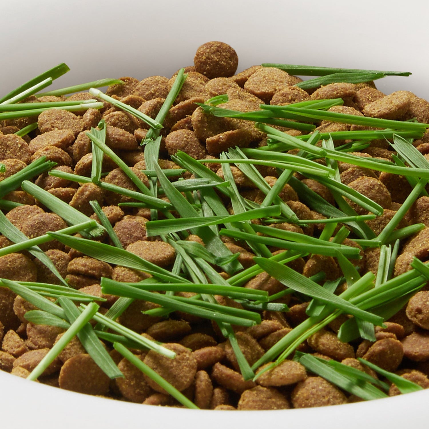 Vetreska Soil-Free Cat Grass Kit – Oat & Wheat Seeds