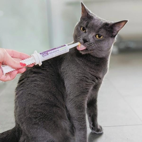 Baci+ Solutions Probio Tube for Cats - 15g - Maokids Pet