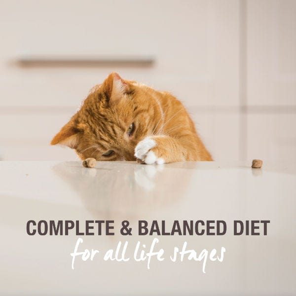 Feline Natural Raw Freeze-Dried Chicken & Lamb Feast - Maokids Pet