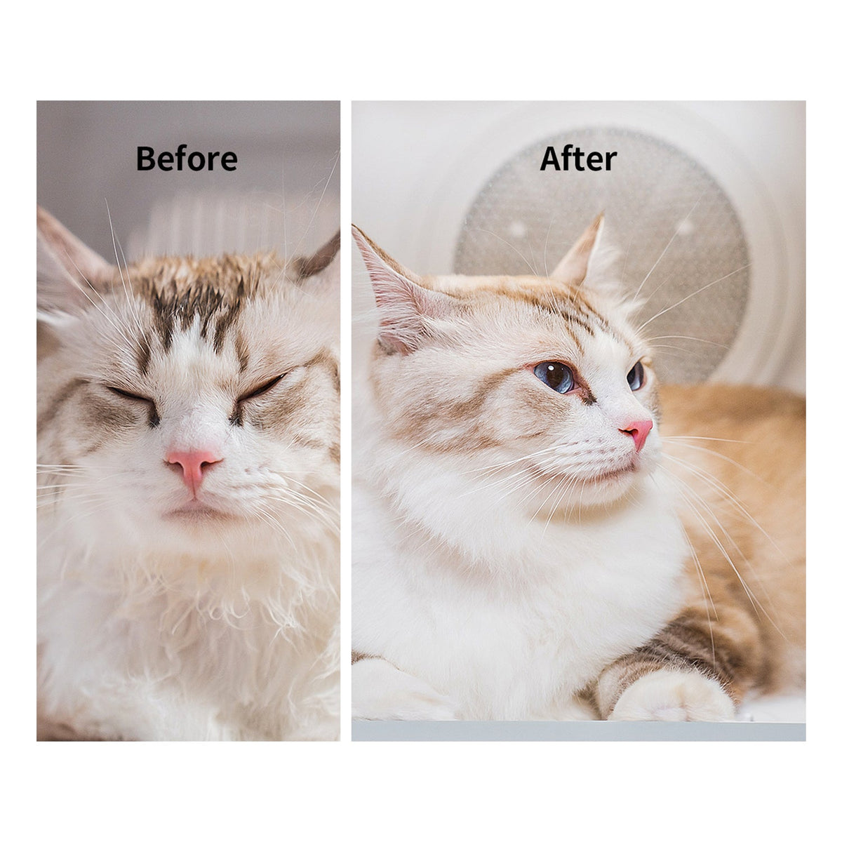 Petkit AirSalon Max Pro Pet Dryer Box - Maokids Pet
