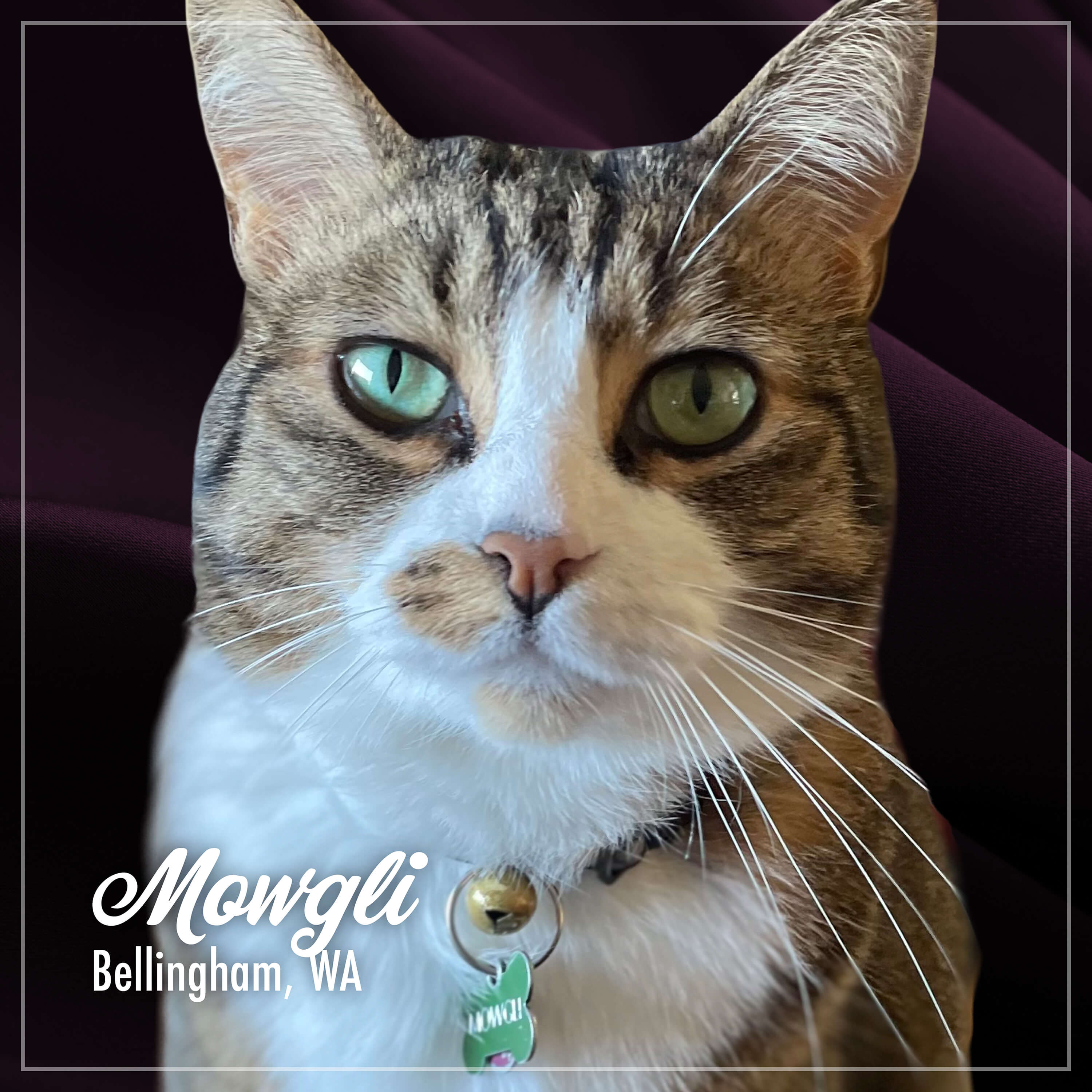 Fromm PurrSnickitty Salmon Splendor Cat Dry Food