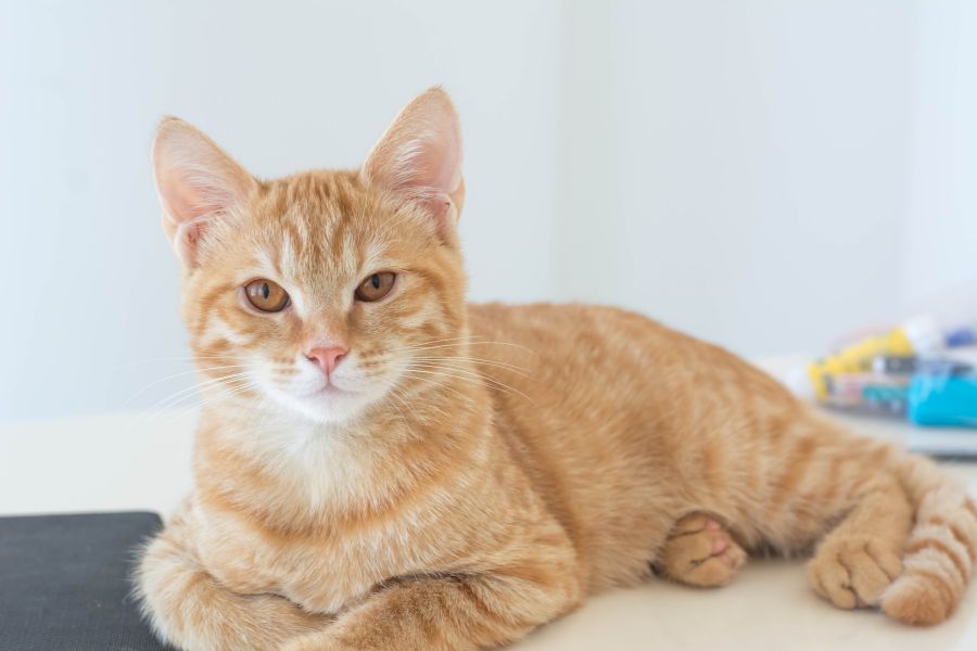 Why Regular Pet Grooming is Essential for Your Furry Friend - Maokids Pet