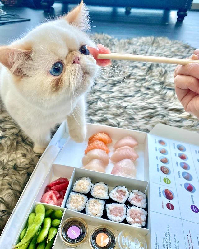 10 Delicious and Nutritious Options for Cat Food Every Owner Should Know