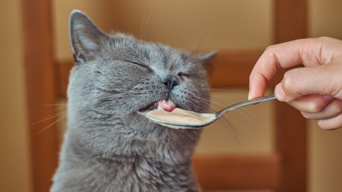 Cat Food Explained: Choosing the Right Ingredients for Nutrition