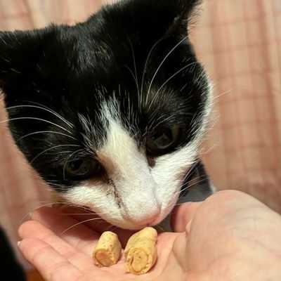 日本Petio 猫用零食乳酸菌金枪鱼夹心肉肉粒 成猫幼猫辅助喂药 一袋3小袋入
