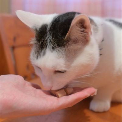 日本Petio 猫用零食乳酸菌金枪鱼夹心肉肉粒 成猫幼猫辅助喂药 一袋3小袋入