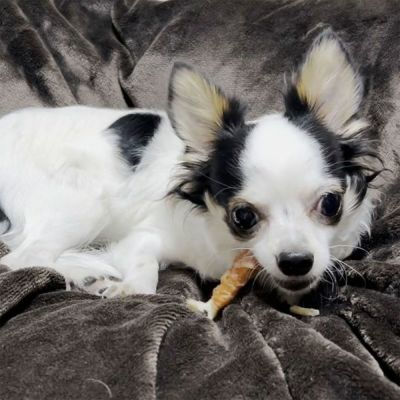 日本Petio 狗狗专用磨牙棒 鸡肉蹄筋卷 12支入