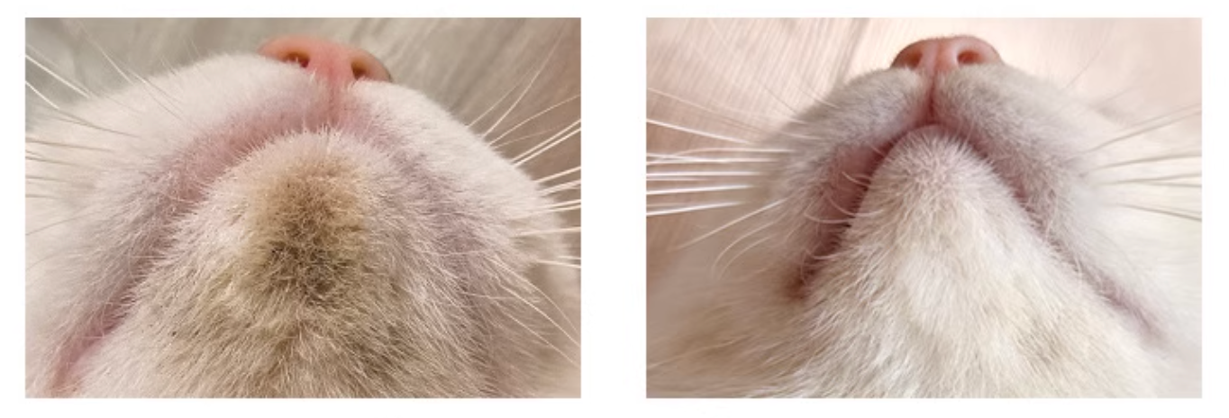 Kojima No-Rinse Chin Acne & Greasy Tail Cleansing Foam For Cat