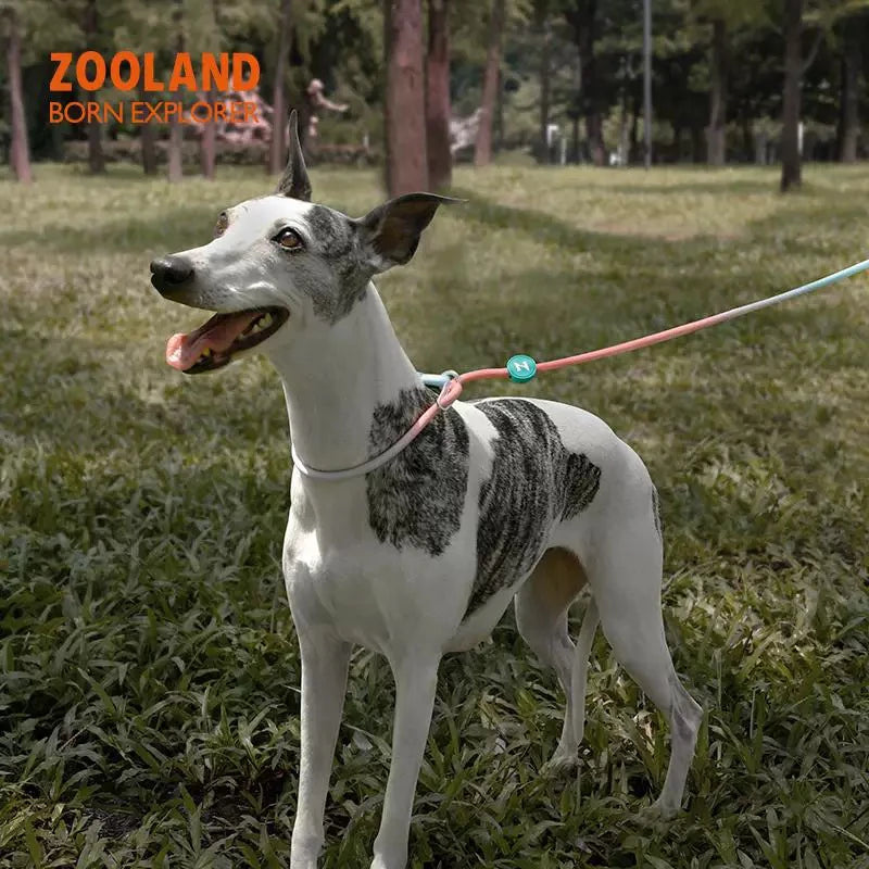 ZOOLAND Adjustable No-Pull Dog P-Leash – Multi-Color