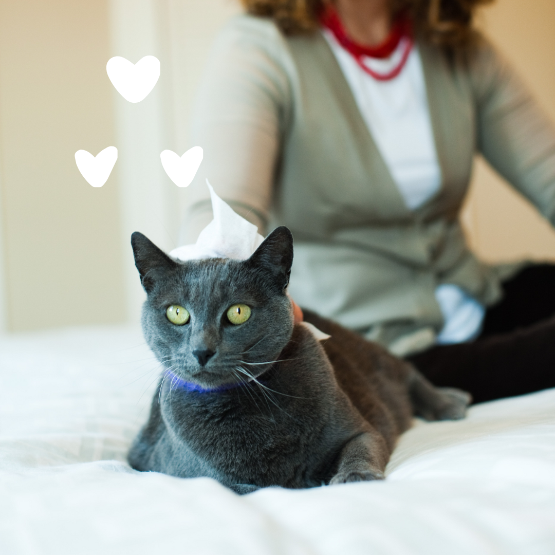 Earthbath Hypoallergenic Cat Wipes - Fragrance Free - 100 Wipes