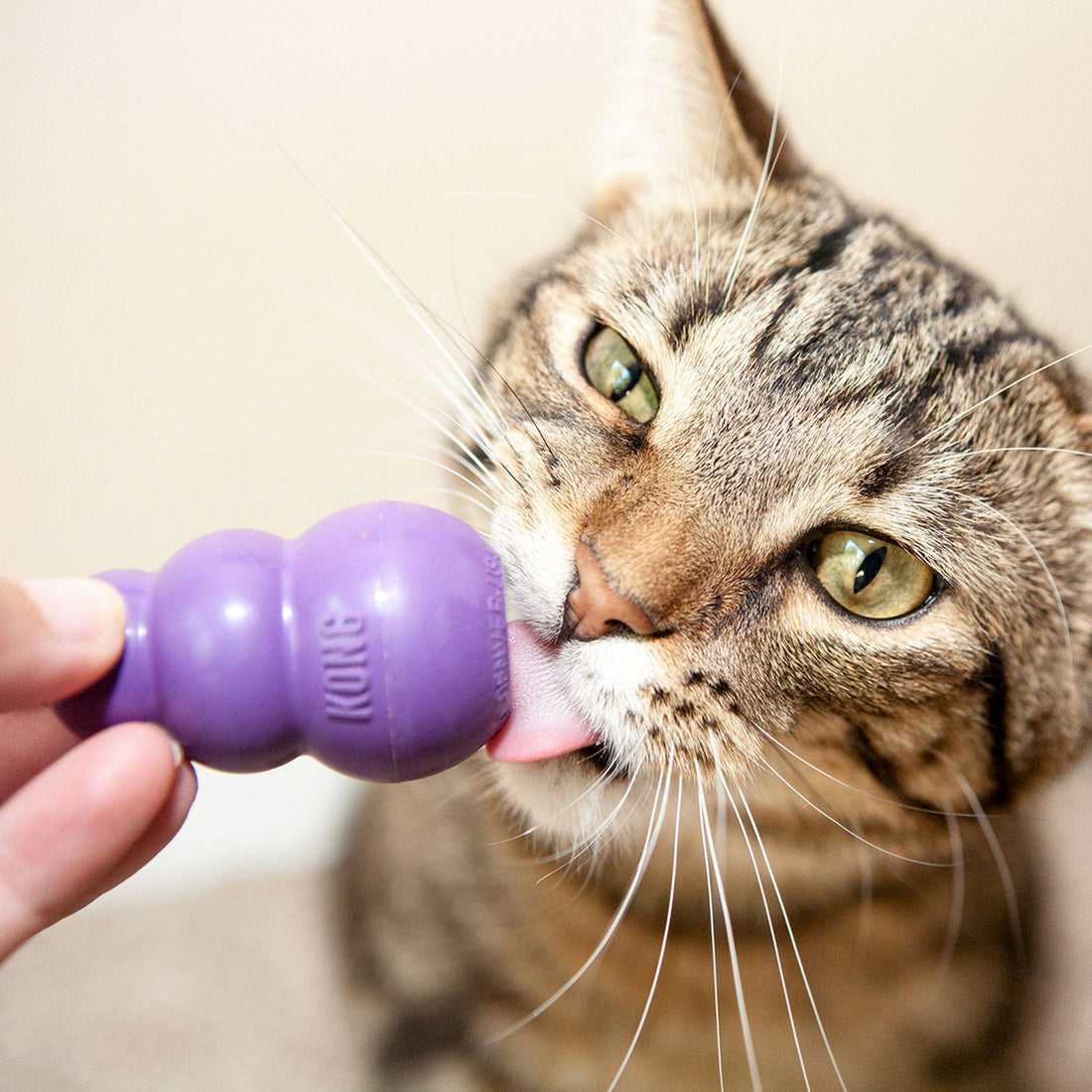 Kitty KONG Cat Toy