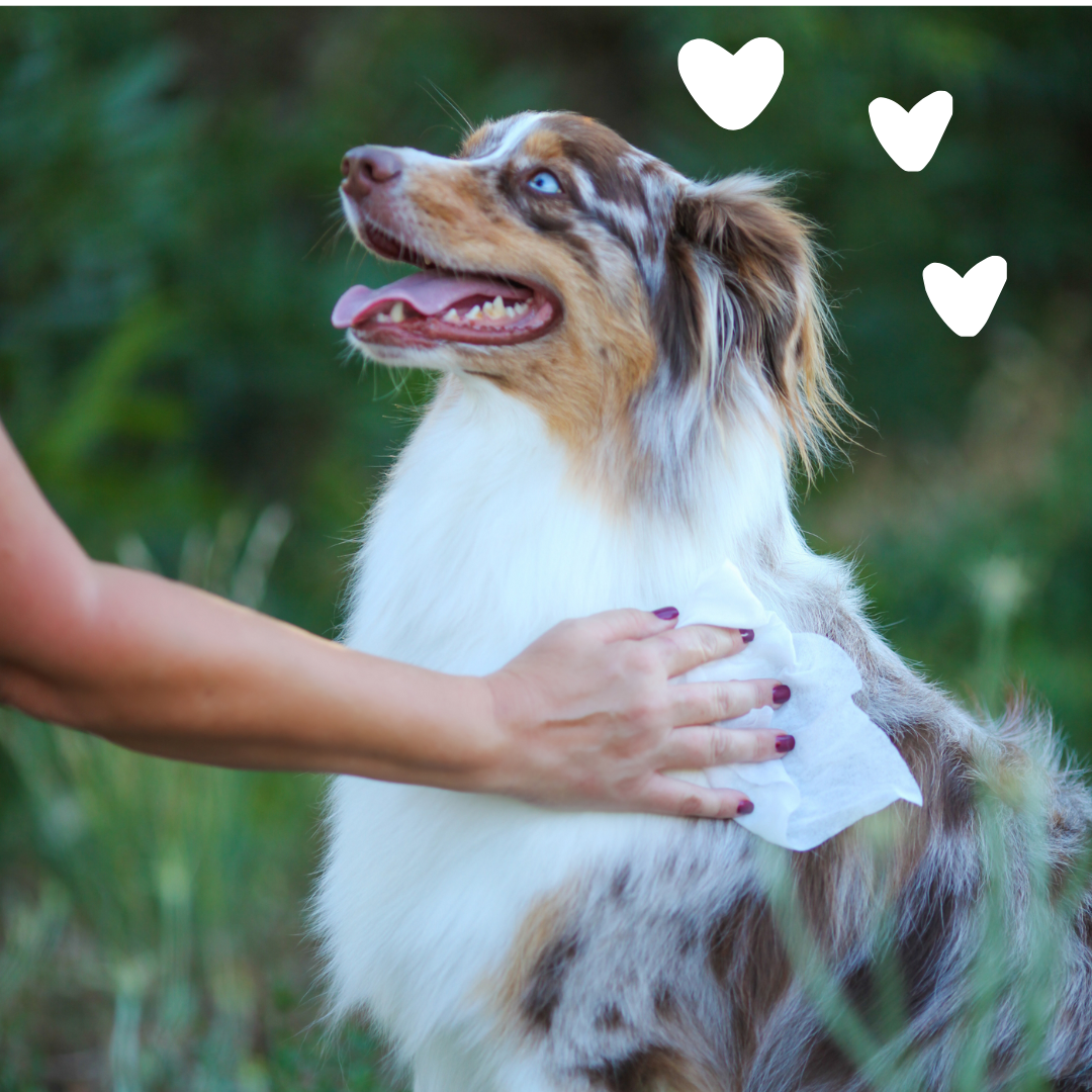 Earthbath Grooming Wipes - Green Tea & Awapuhi - 100 Wipes