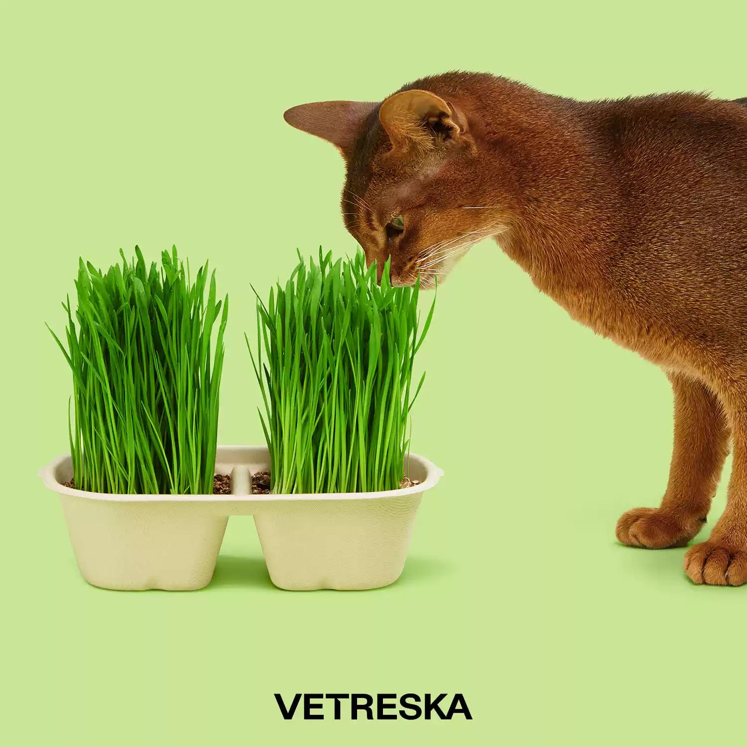 Vetreska Soil-Free Cat Grass Kit – Oat & Wheat Seeds