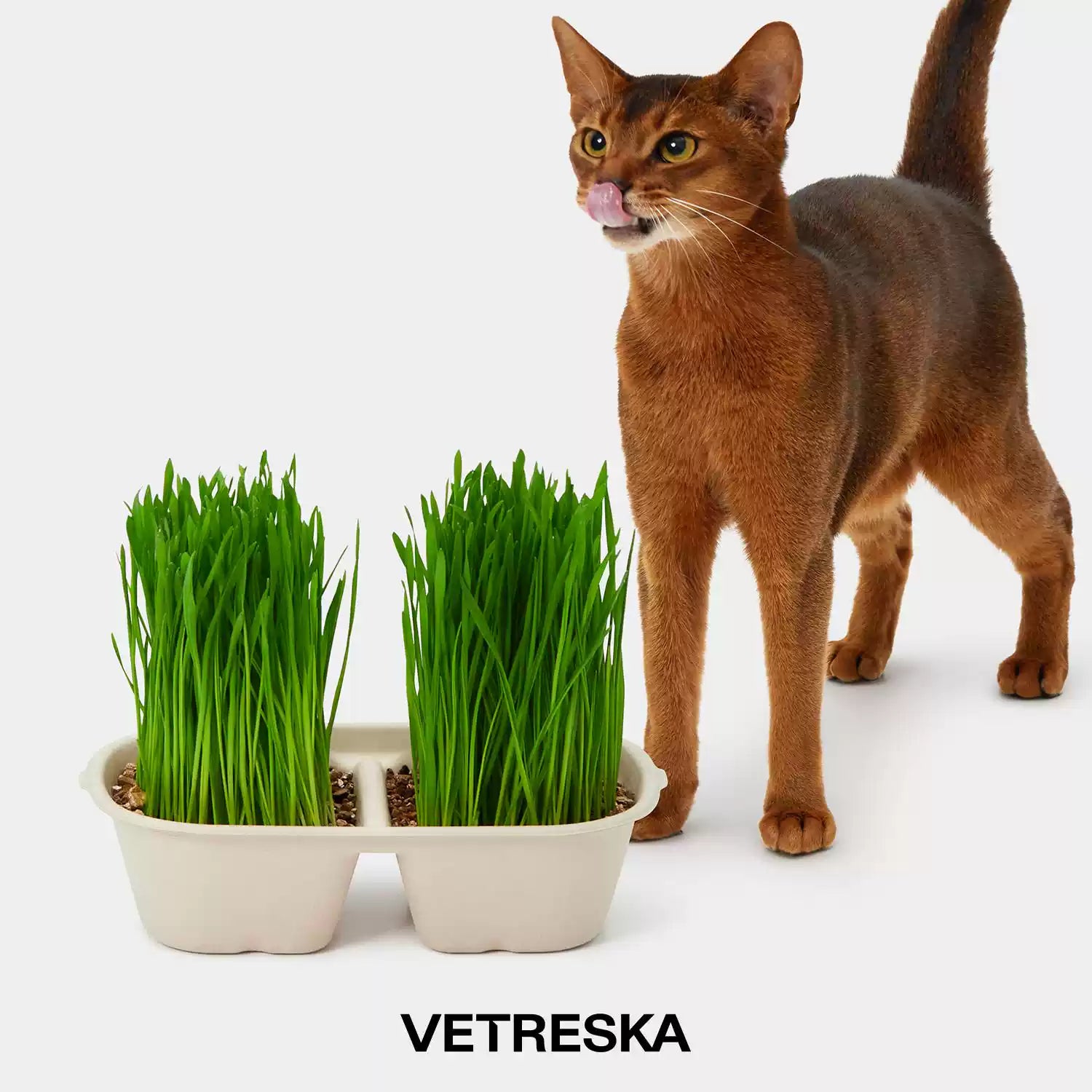 Vetreska Soil-Free Cat Grass Kit – Oat & Wheat Seeds