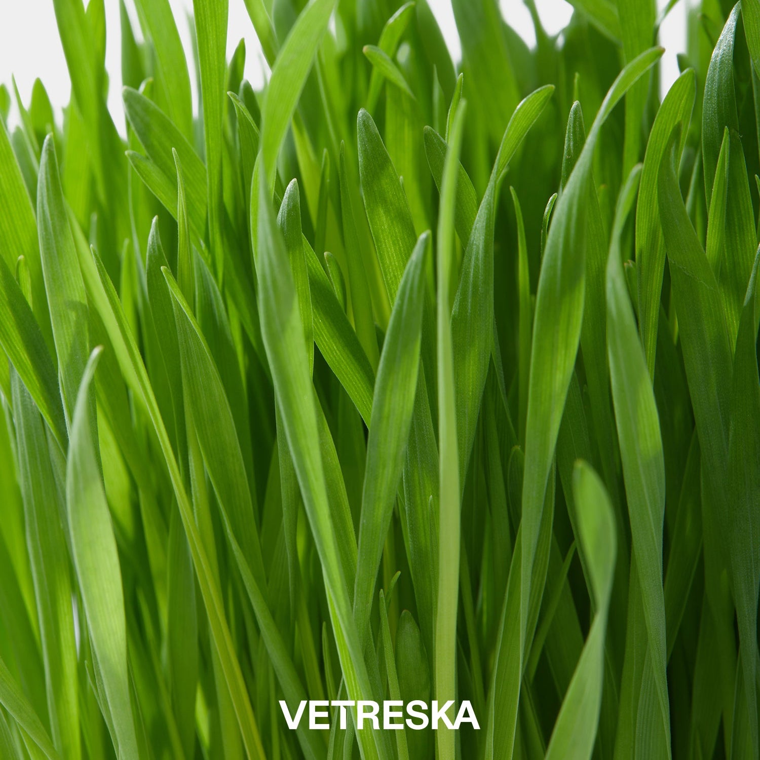 Vetreska Soil-Free Cat Grass Kit – Oat & Wheat Seeds