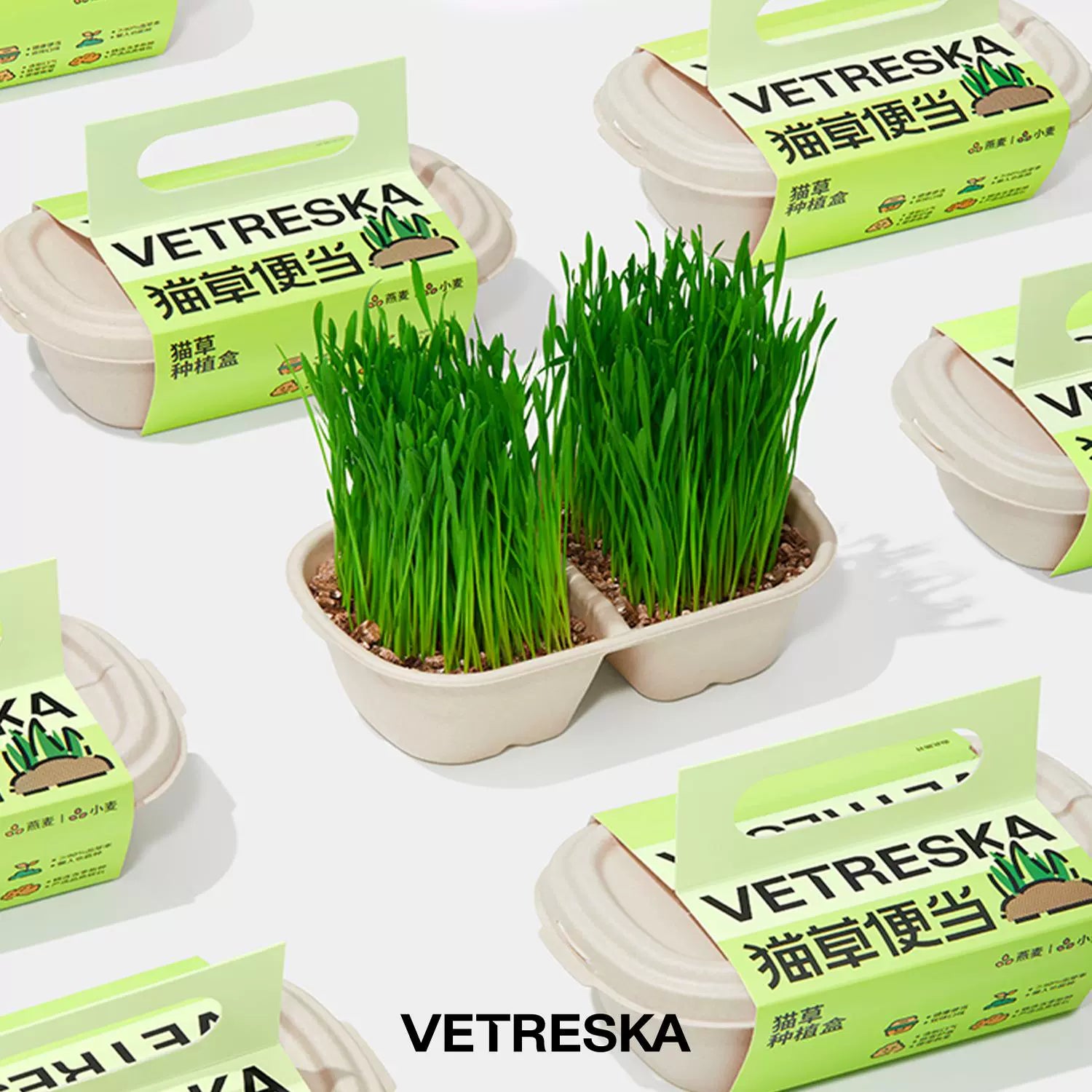 Vetreska Soil-Free Cat Grass Kit – Oat & Wheat Seeds