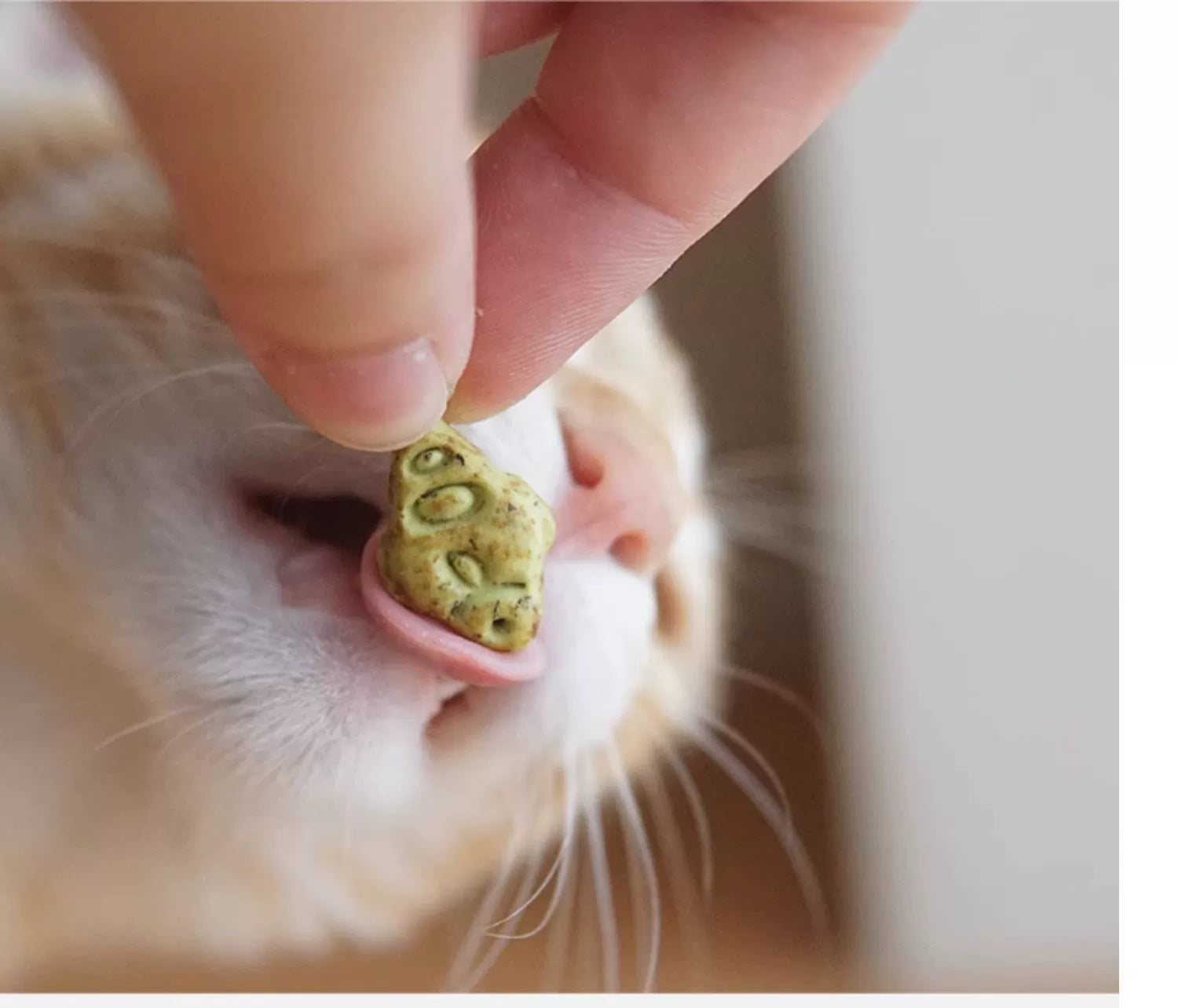 益和 猫薄荷小鱼化毛饼干 磨牙洁牙洁齿清新口气去毛球饼干 一盒50g 三文鱼口味