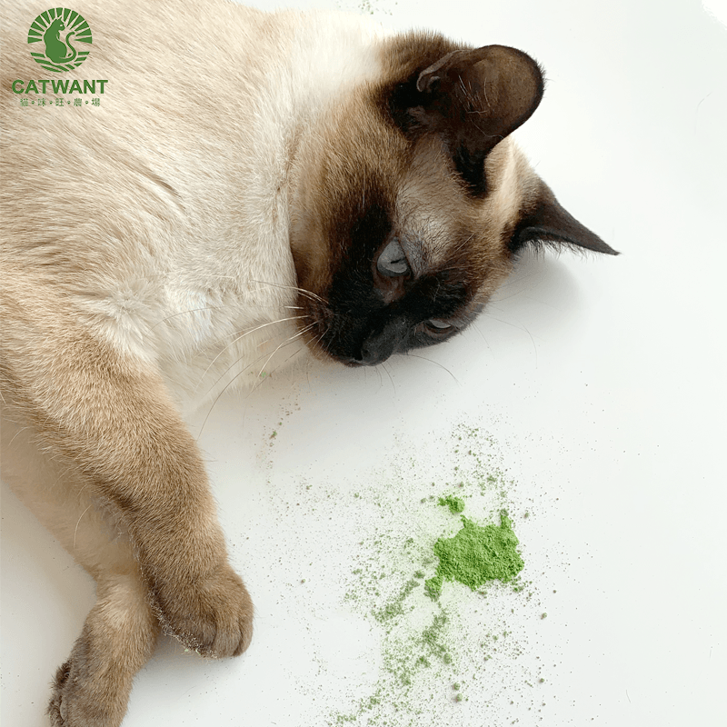 Catwant Premium Catnip Powder