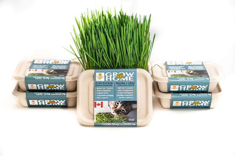 Fog Farms Oat Grass Kit For Cats - 200g