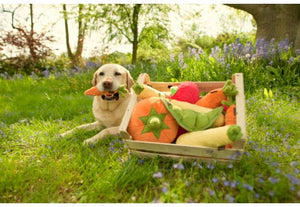 Pet Play Garden Fresh Carrot For Dog
