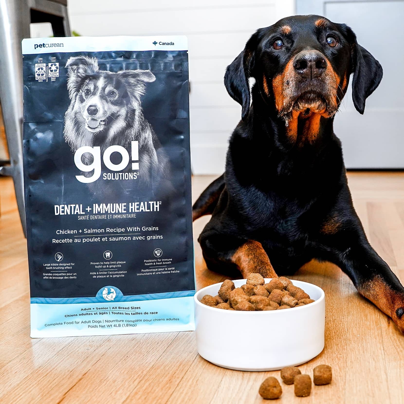 Go! Dental + Immune Health Chicken + Salmon Recipe With Grains for Dogs