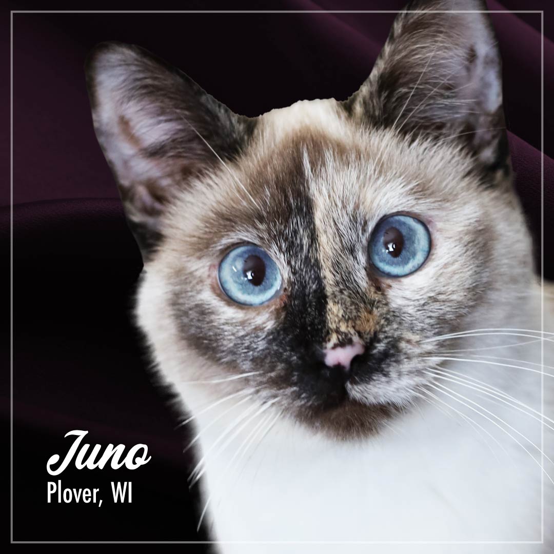 Fromm PurrSnickitty Tuna & Shrimp in Gelee