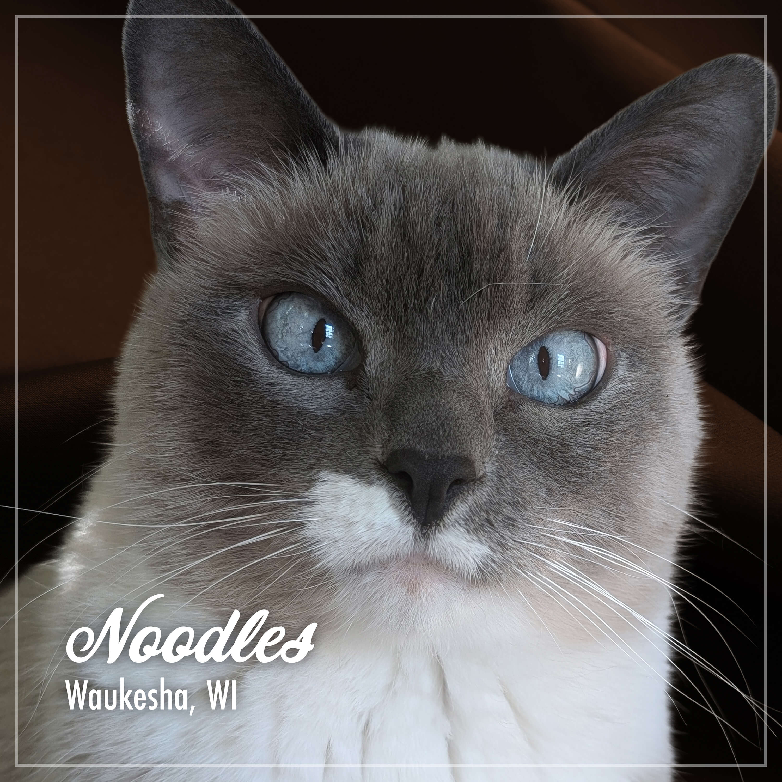Fromm PurrSnickitty Shredded Chicken Entree in Gelee