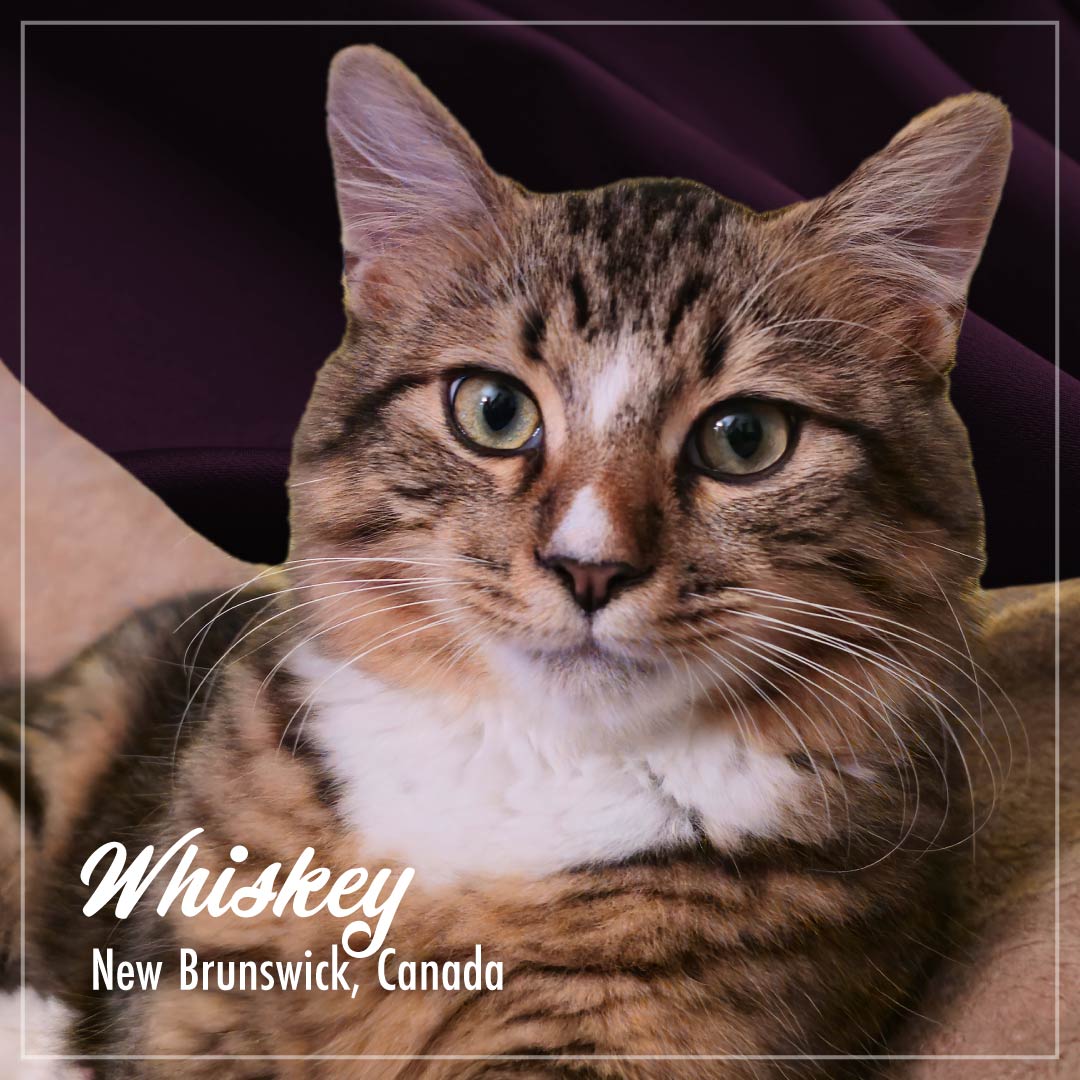 Fromm PurrSnickitty Tuna & Shrimp in Gelee